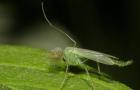 Описание комара: чем питается, как размножается Как размножаются комары