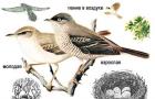 Ястребиная славка — Sylvia nisoria: описание и изображения птицы, ее гнезда, яиц и записи голоса Смотреть что такое 