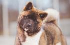 Характеристика породы собак американская акита Воспитание американской акиты в домашних условиях