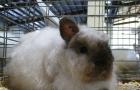 Развитие кролиководства в сибири Породы кроликов разводимых на урале