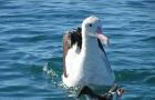 Образ жизни и среда обитания альбатроса