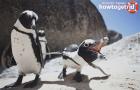 Африканские пингвины: описание вида, среда обитания, интересные факты
