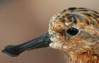 Кулик-сорока: фото, описание птицы