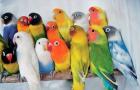 Уход за попугаями-неразлучниками в домашних условиях Можно ли мыть попугаев неразлучников водой