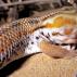 Среда обитания и образ жизни геккона